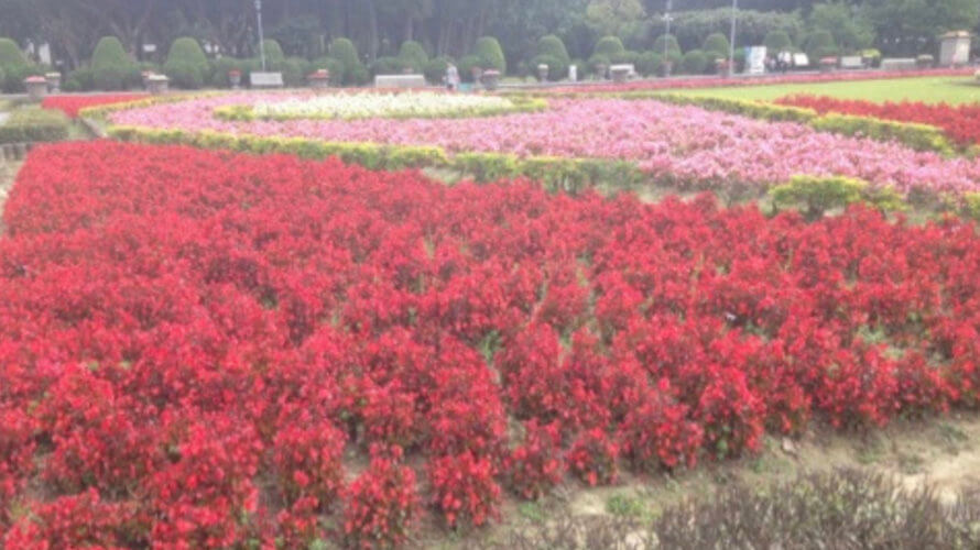 【メ】今の台北、花盛り♫